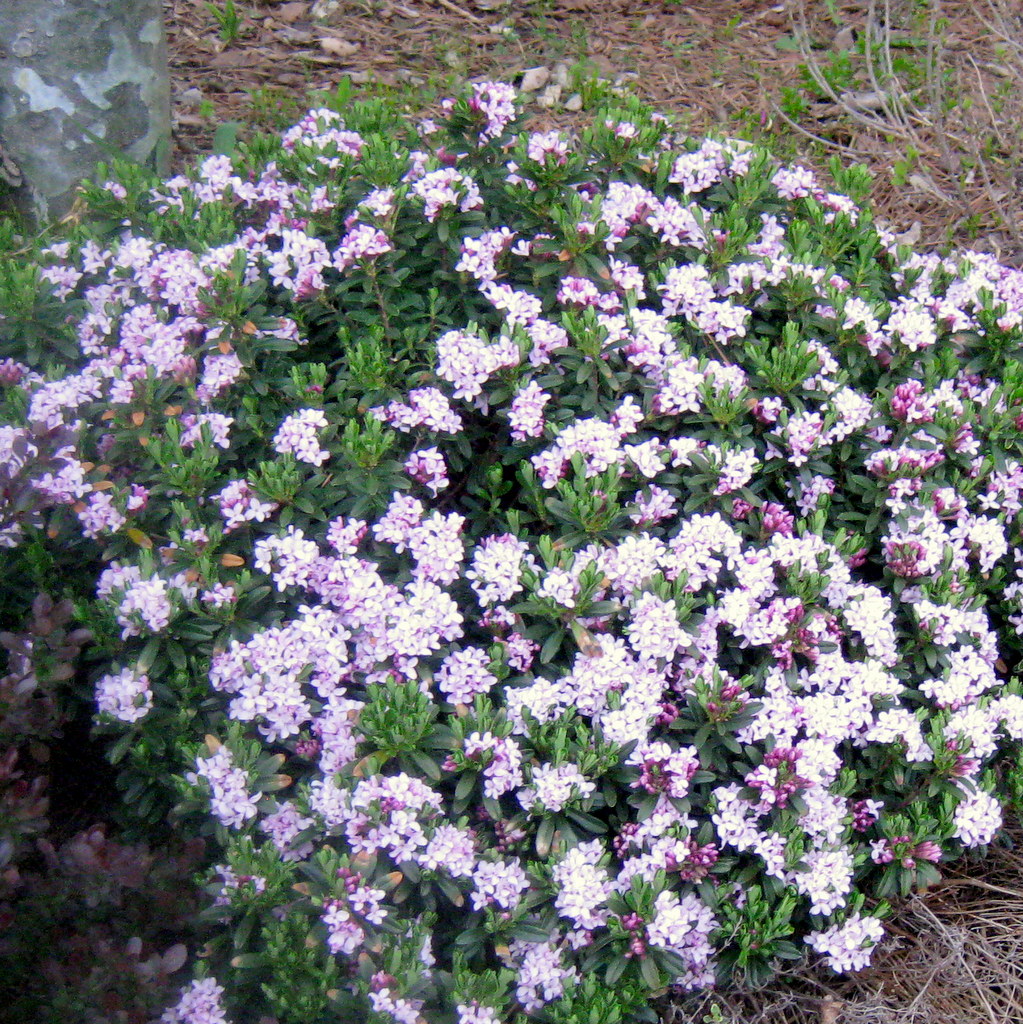 Daphne x napolitana 'Meon'